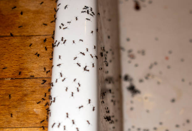 Best Pest Prevention Services  in Emmett, ID